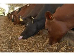 Φοινικοπυρήνας